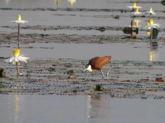 07 Jacana A Poitrine Doree Marchant A La Surface De L Eau